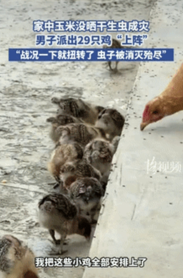 “人怎么能这么聪明！”贵州一男子因没把玉米晒干导致生虫，不仅数量庞大，还总往家门