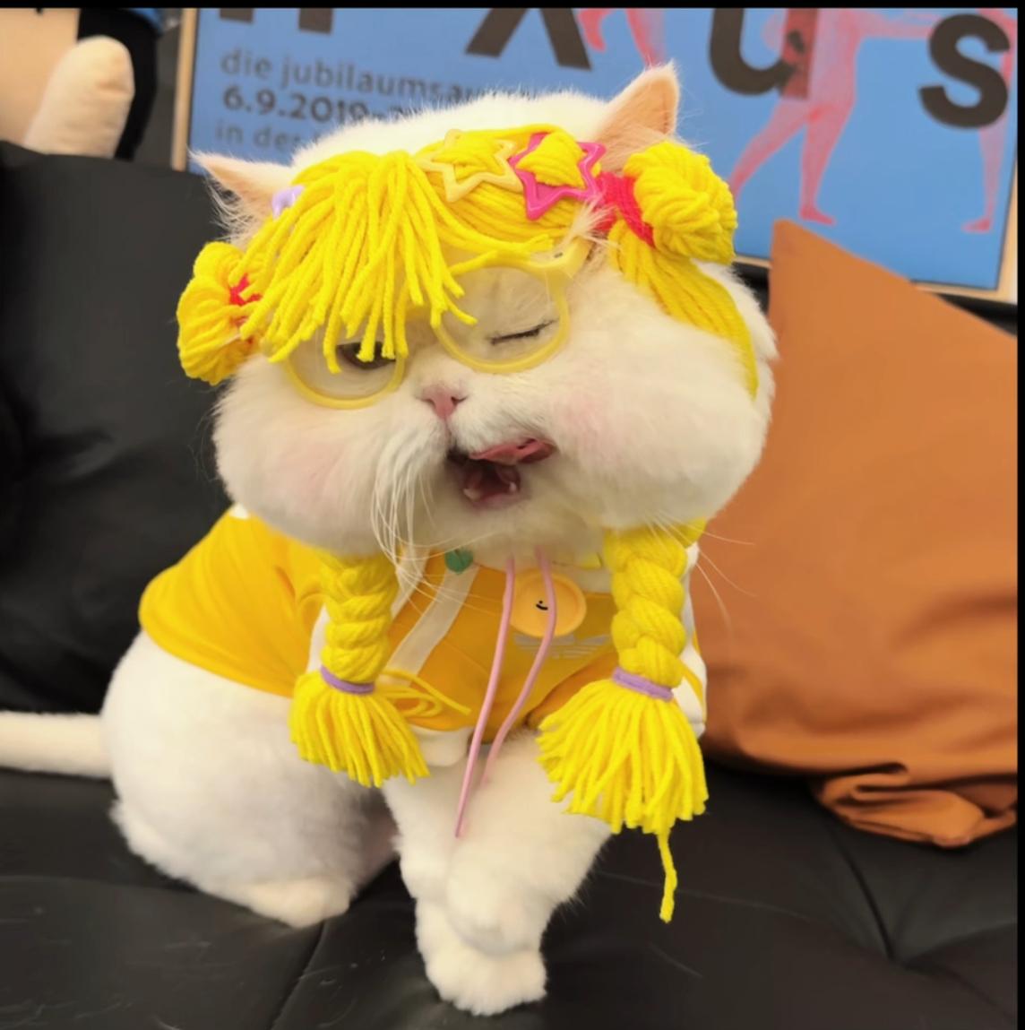 有人知道这是什么猫嘛？最近真的被这只猫猫刷屏了简直太可爱了本来只是偶然看到