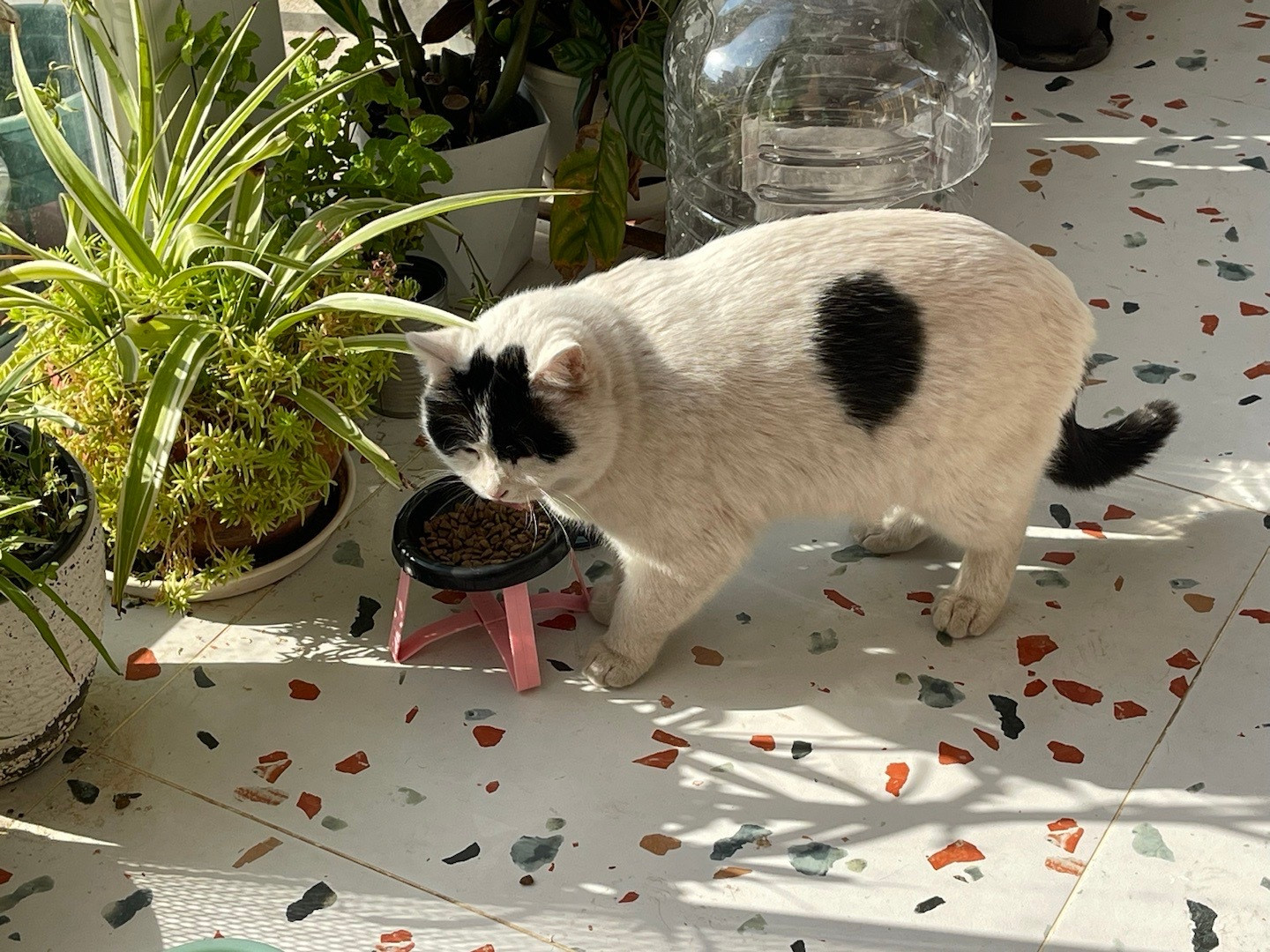 烤鱼店老板投喂流浪猫躲过一劫我的大墨墨其实也救过我，有一次我在火上热东西，然后有