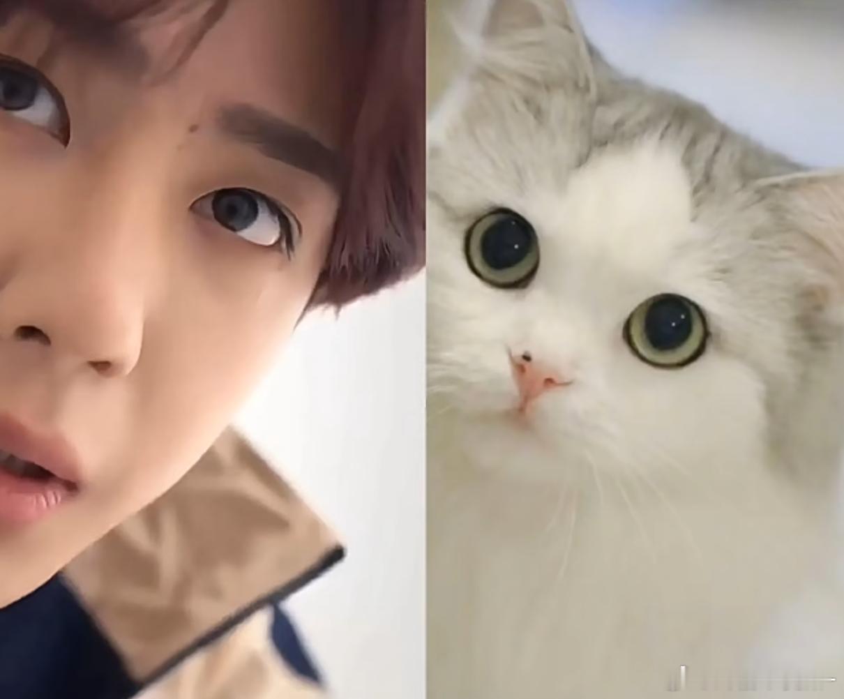 王一博小猫探头​​​