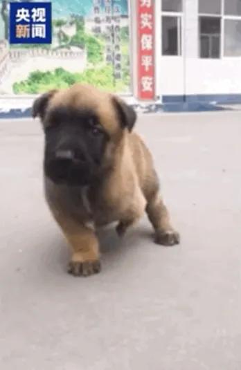 它天生只有三条腿，兽医断言它很难活，领养家庭嫌它太野退了货。可如今，它不仅是警队