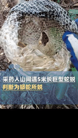 广东一采药人上山采药期间，发现一块5米长、30公分粗的的巨型蛇皮，肉眼判断应该是
