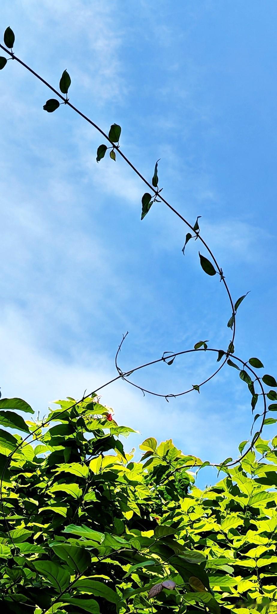 我真的好想他，分手已经49天了，但我就是想他，好想联系他，给他打电话。给他发微信