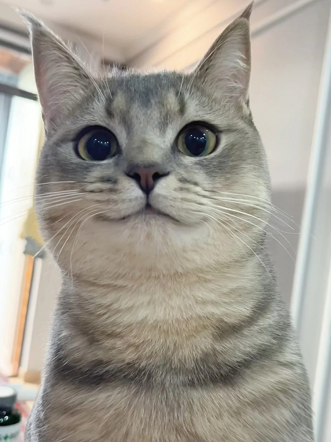 左划看猫咪玩抽象，变成老鼠干的样子