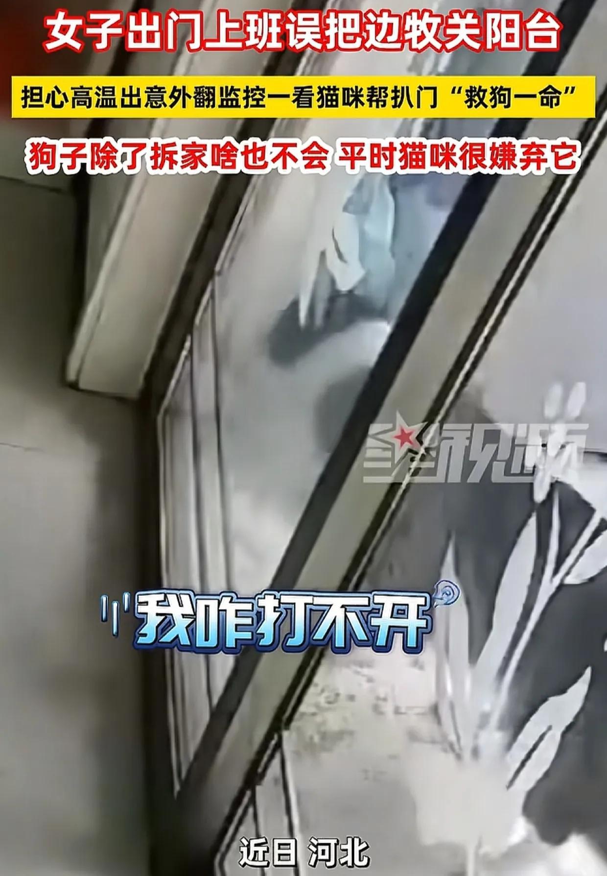 河北，女子出门上班，误把狗狗关在阳台。高温酷暑，女子担心狗狗会出意外，谁知打开监