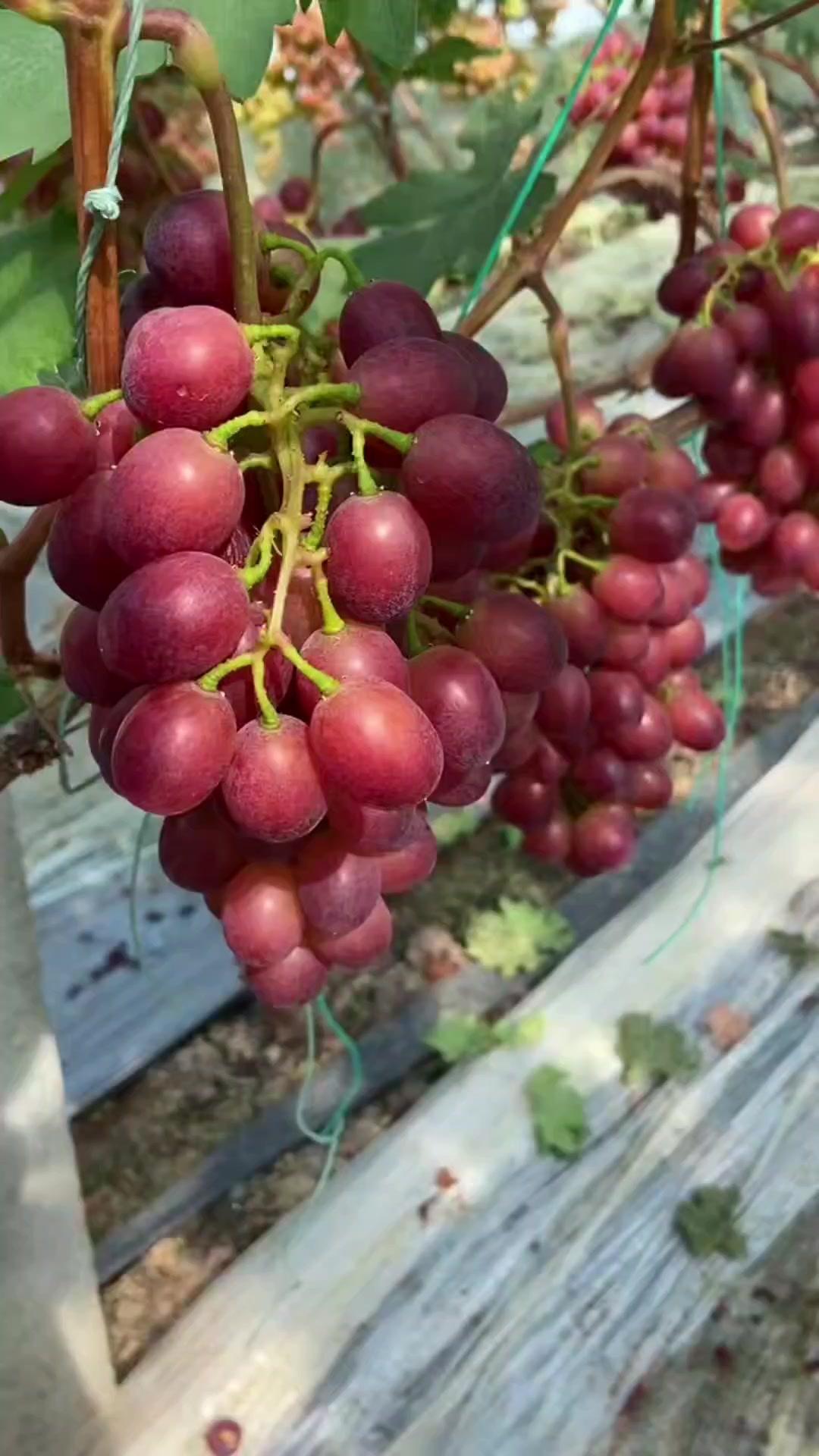 🏆早熟葡萄新贵“春红四号”来了！冷棚种植技术加持，葡萄个大饱满，甜度超高，口感