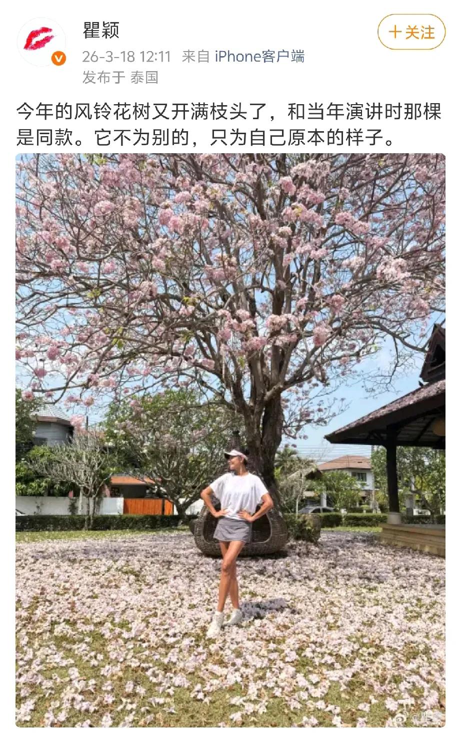 瞿颖前脚发文，胡兵后脚回复。3月18日，瞿颖在泰国发文:“今年的风铃花树又开