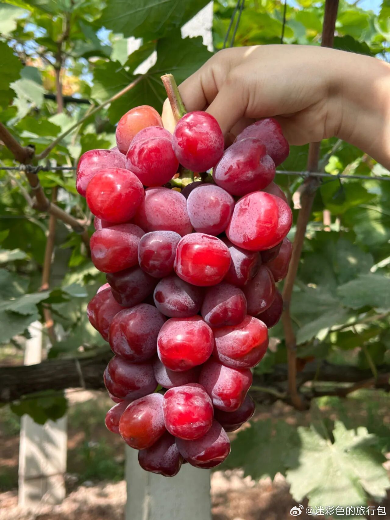 西安秋天的第一串葡萄，可以安排上啦🍇暑气慢慢消退，城郊葡萄园迎来采摘季。寻一日