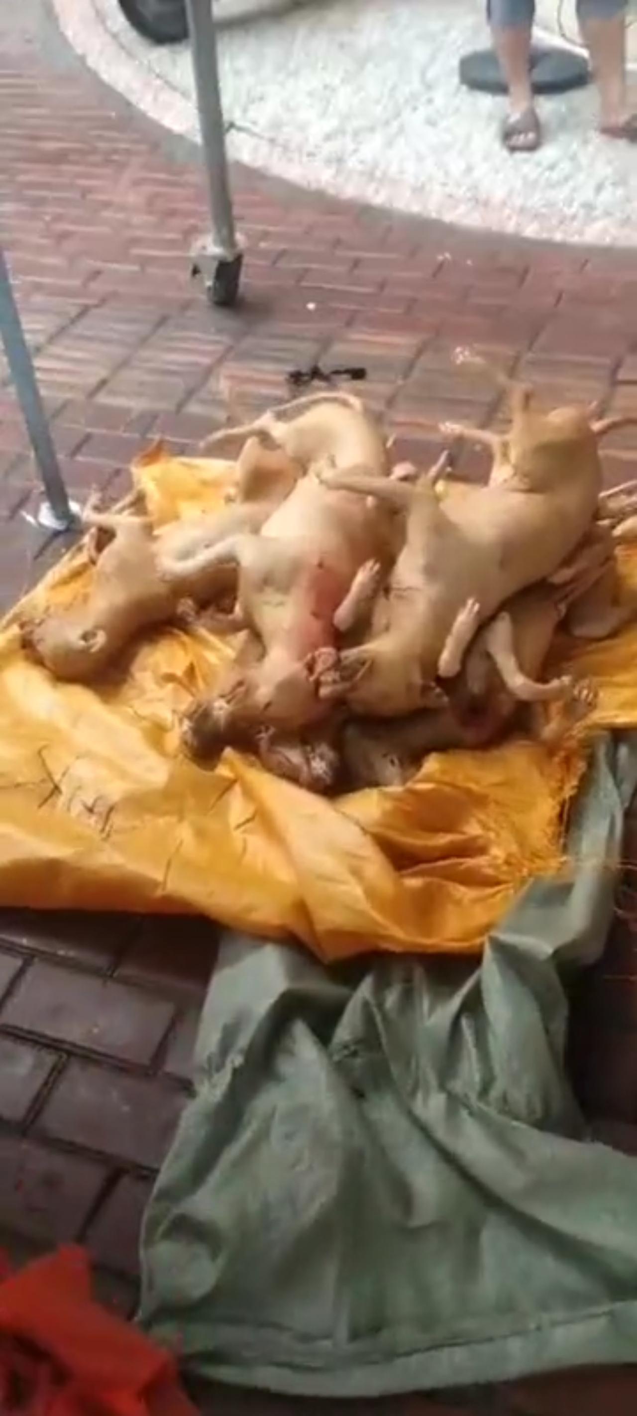 商家们正在蓄势待发，提前为玉林荔枝狗肉节做着最后的准备工作，面前这些已经被宰杀好