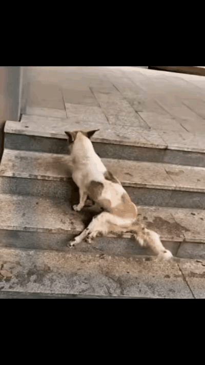 太残忍了！一位阿姨一大早去买早餐，当她来到经常买早餐的那家店的附近的时候，看到无