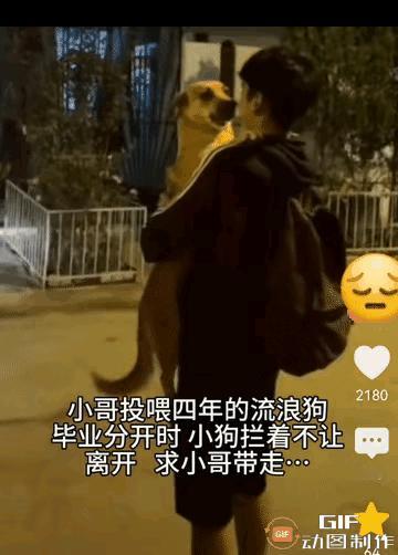 四年投喂一场双向奔赴！毕业告别流浪狗，他的选择戳中无数人泪点！