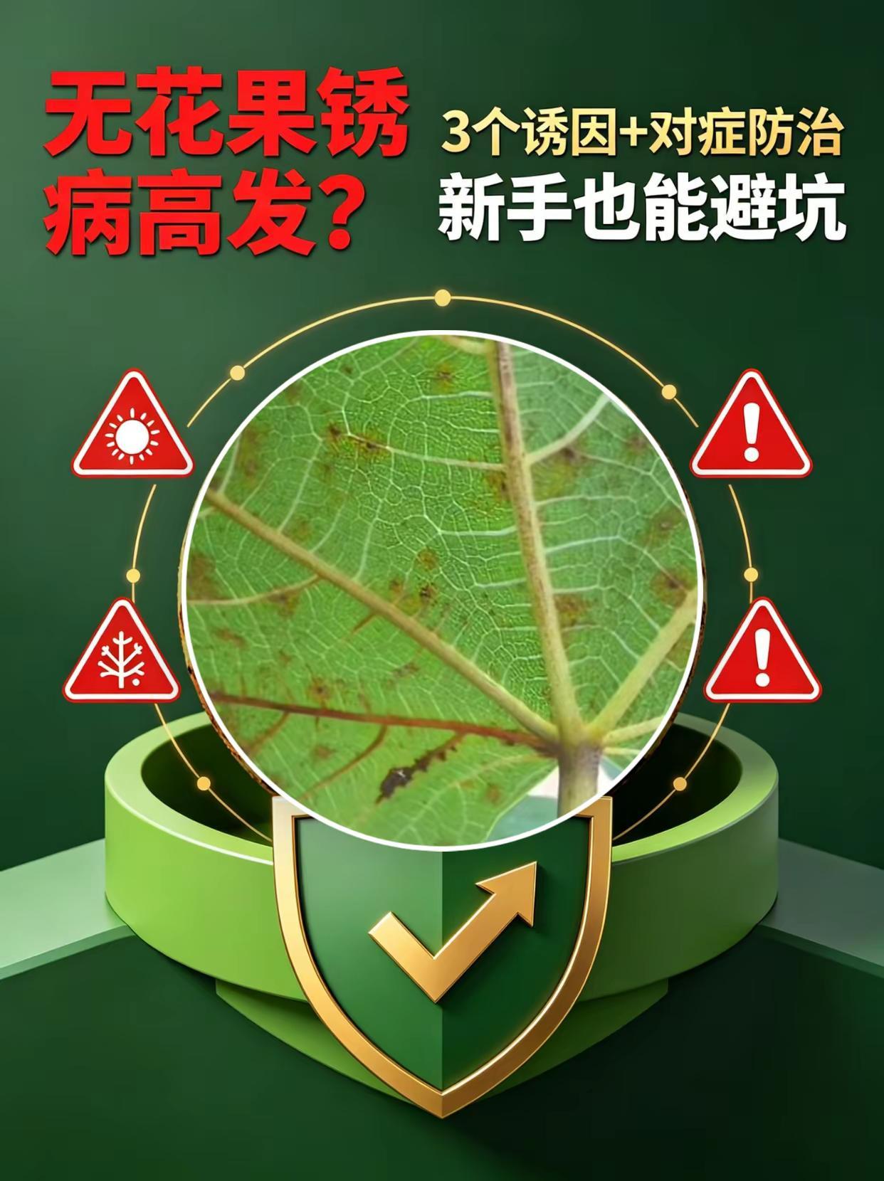 无花果锈病高发？3个诱因+对症防治。无花果种植