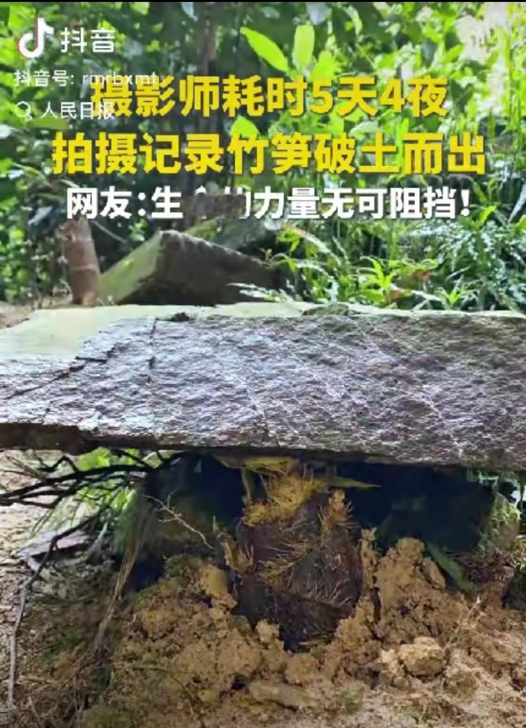 一名摄影师为了抓拍竹笋破土的瞬间，硬是在深山老林里蹲守了5天4夜。结果，他没