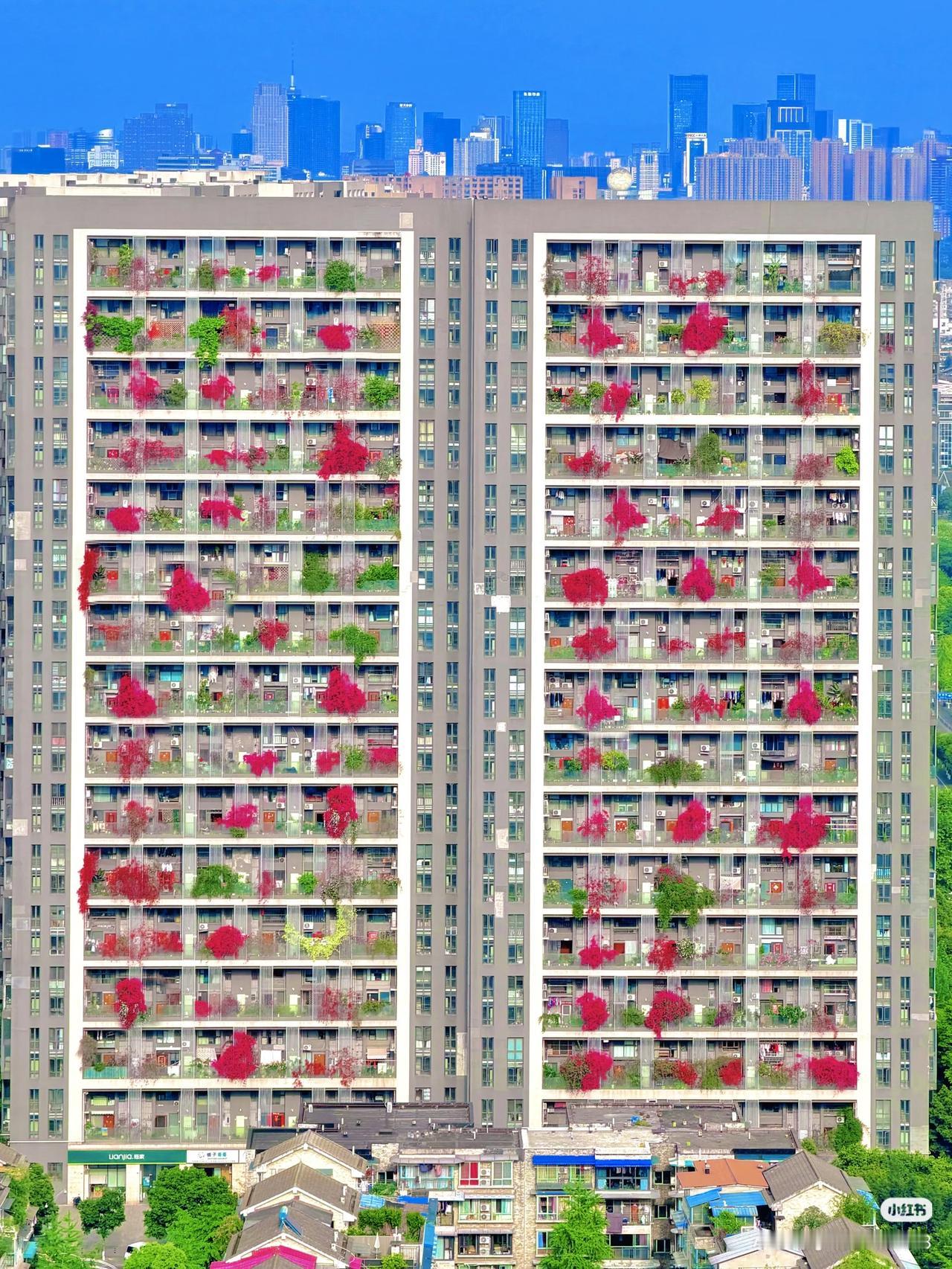成都这小区咋做到家家户户不封阳台，统一栽三角梅的？[笑着哭]