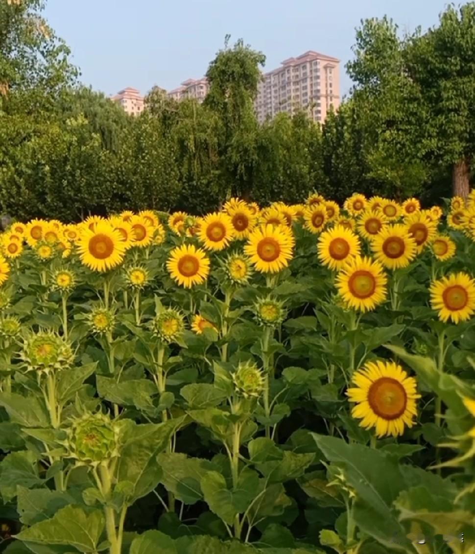 最近朋友与我讨论最多的就是养老金调整问题。她积极的盼着养老金能正常的调整。朋