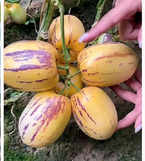 被名字耽误的宝藏水果！人参果太适合春天了别被“人参果”名字劝退，它可不是神