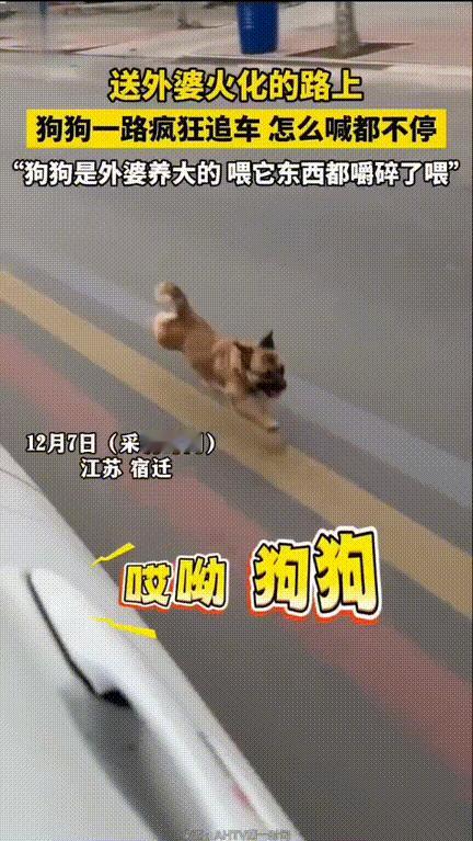 看完眼睛直接湿了！江苏，一位老人去世，家人送他去火化的路上，车后突然窜出一只小狗