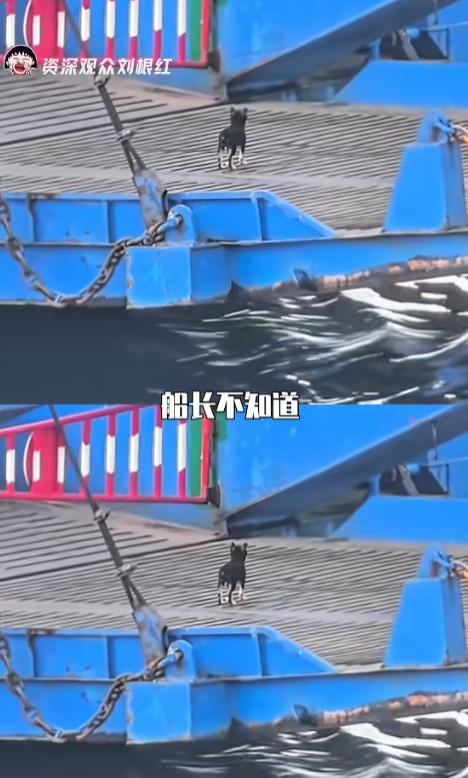 天下之大无奇不有！湖北荆州，一只小黑狗，为了能天天和长江对岸的“好哥们”相聚，竟