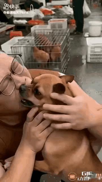 本以为德牧是沉稳霸气的护卫犬，没想到私下竟是缠人又执拗的小调皮！天刚破晓的