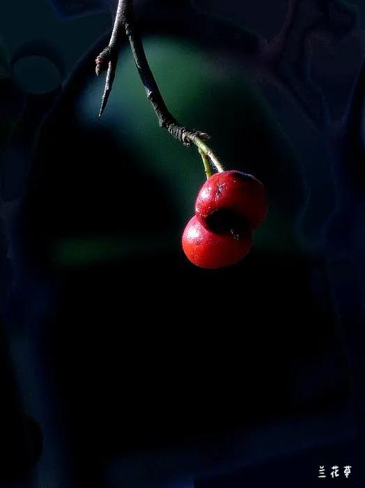 殷红的秋果。松下相机拍摄于公园绿化带的绿篱下。殷殷红果藏匿于绿篱间，一束光透