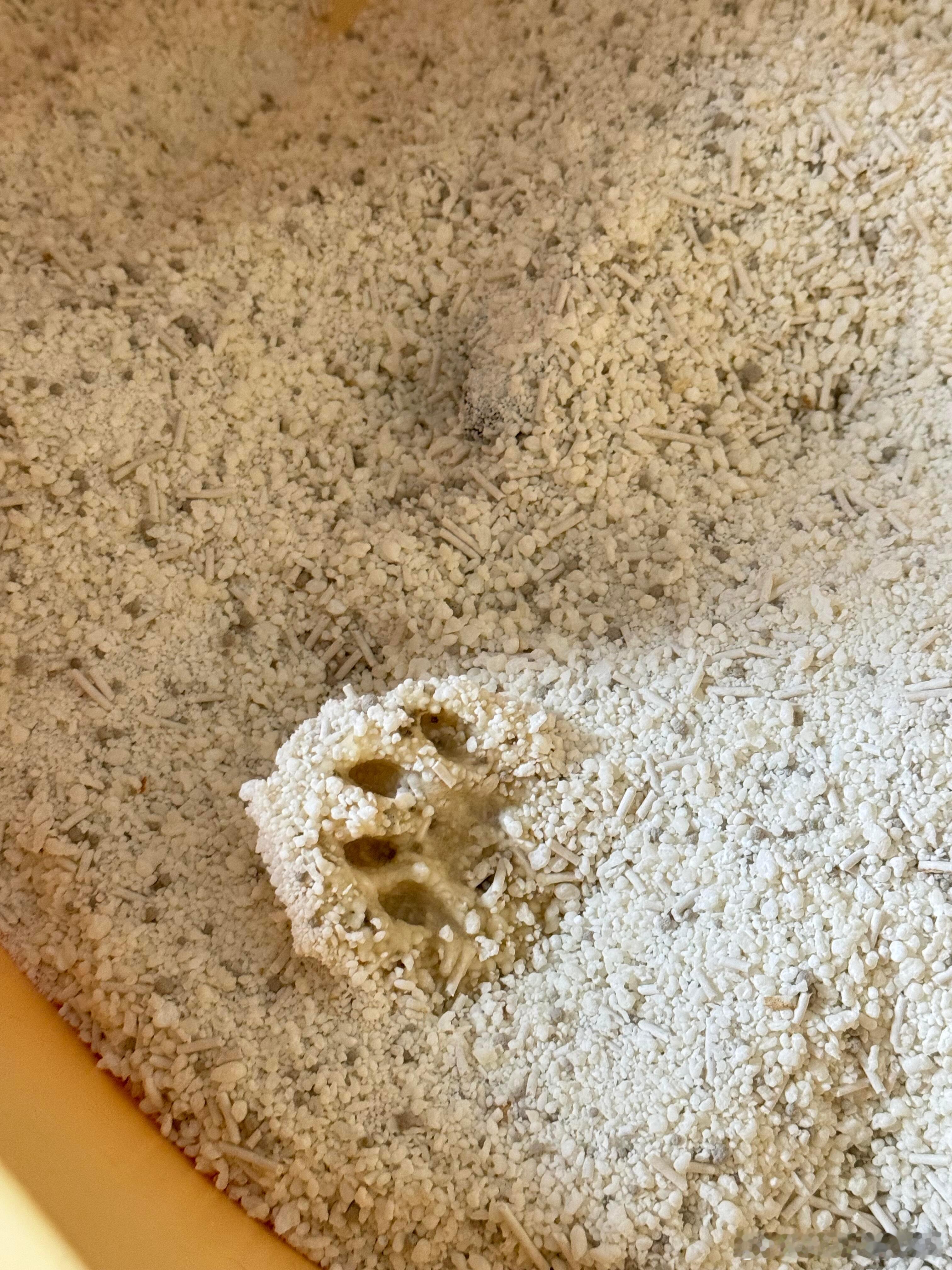 家里发现比恐龙还早的化石