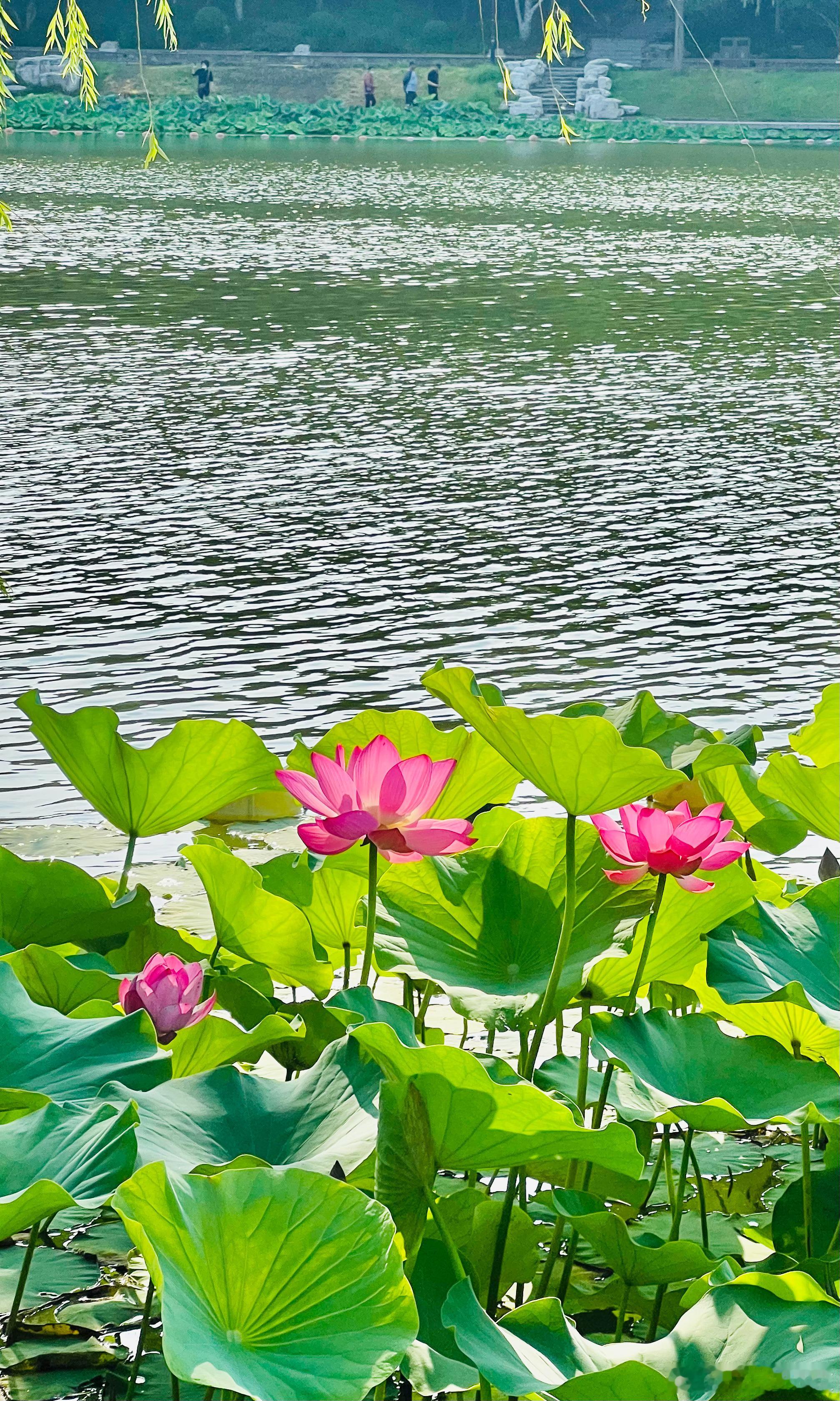 陶然亭公园荷花飘香摄影​​​