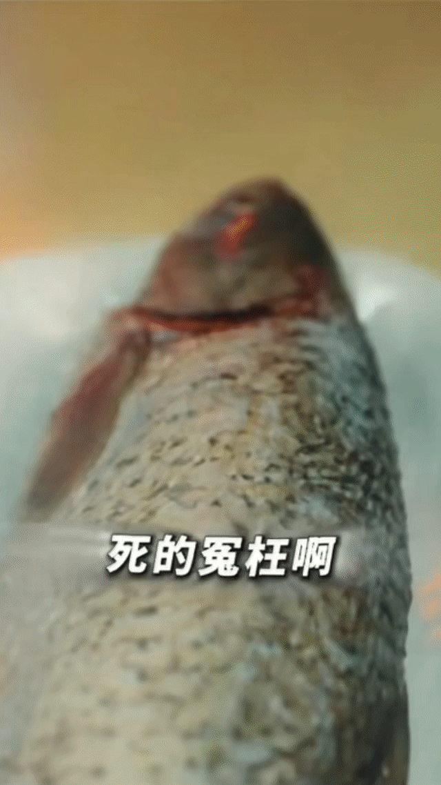 浙江文旅为西湖醋鱼正名西湖醋鱼需要被正名！它用的是西湖周边的草鱼，水质好鱼才鲜