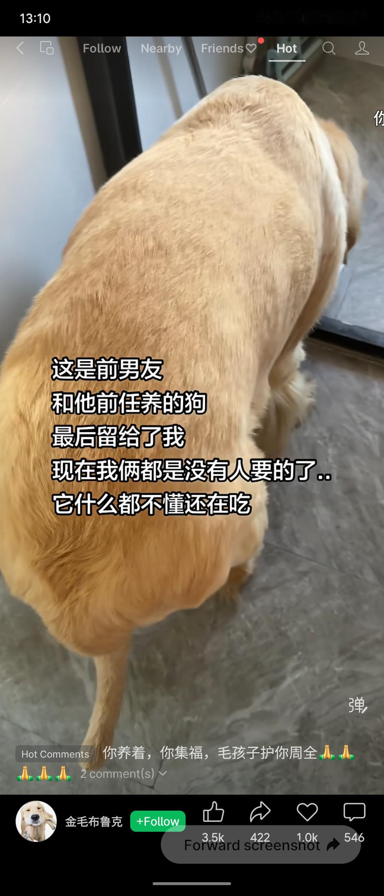 前男友留的“遗产”就你了，傻狗还在狂吃。你俩一个被甩一个被留，倒是难兄难弟。不过