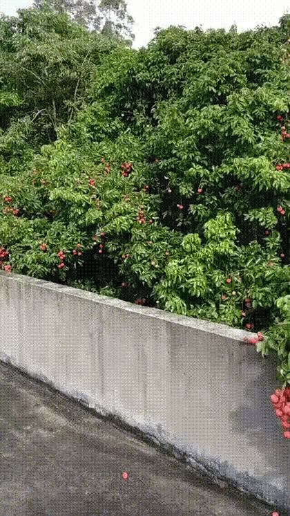 伸手就有水果吃，要的就是新鲜。