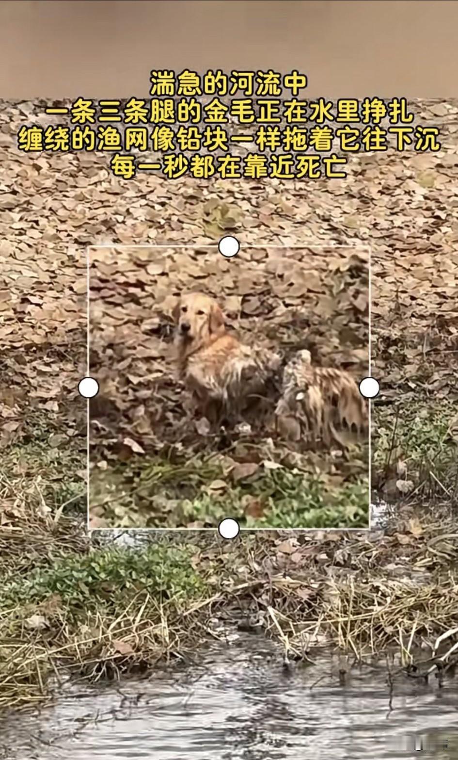 泪目了！这天一位小哥哥去跑步，当他跑到一座小桥旁边的时候，听到有狗狗凄厉的叫声，