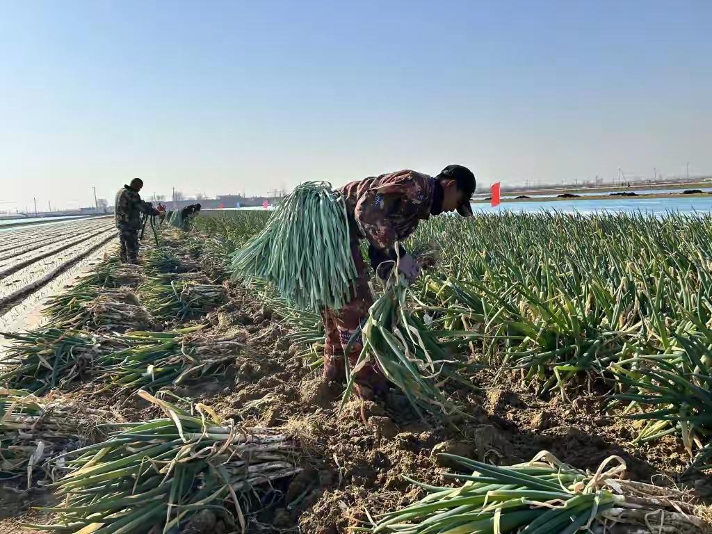 山东平度惊现“葱王”！一斤一根的“翡翠白玉”遭全国客商疯抢，背后藏着一个让所有农