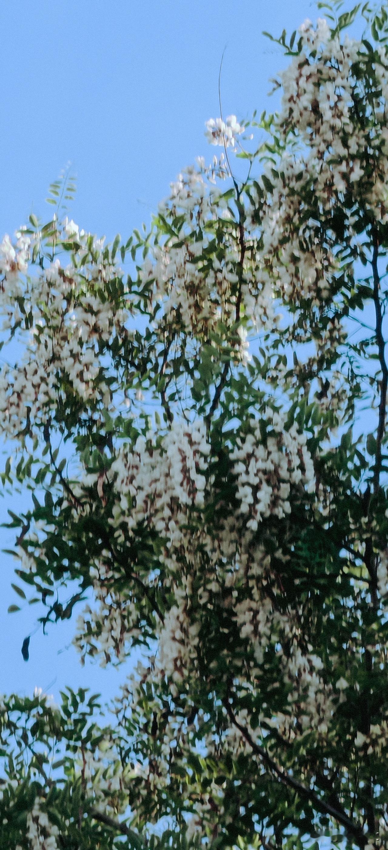 刺槐花，是春末夏初枝头上最清甜的一道“乡土菜”。
