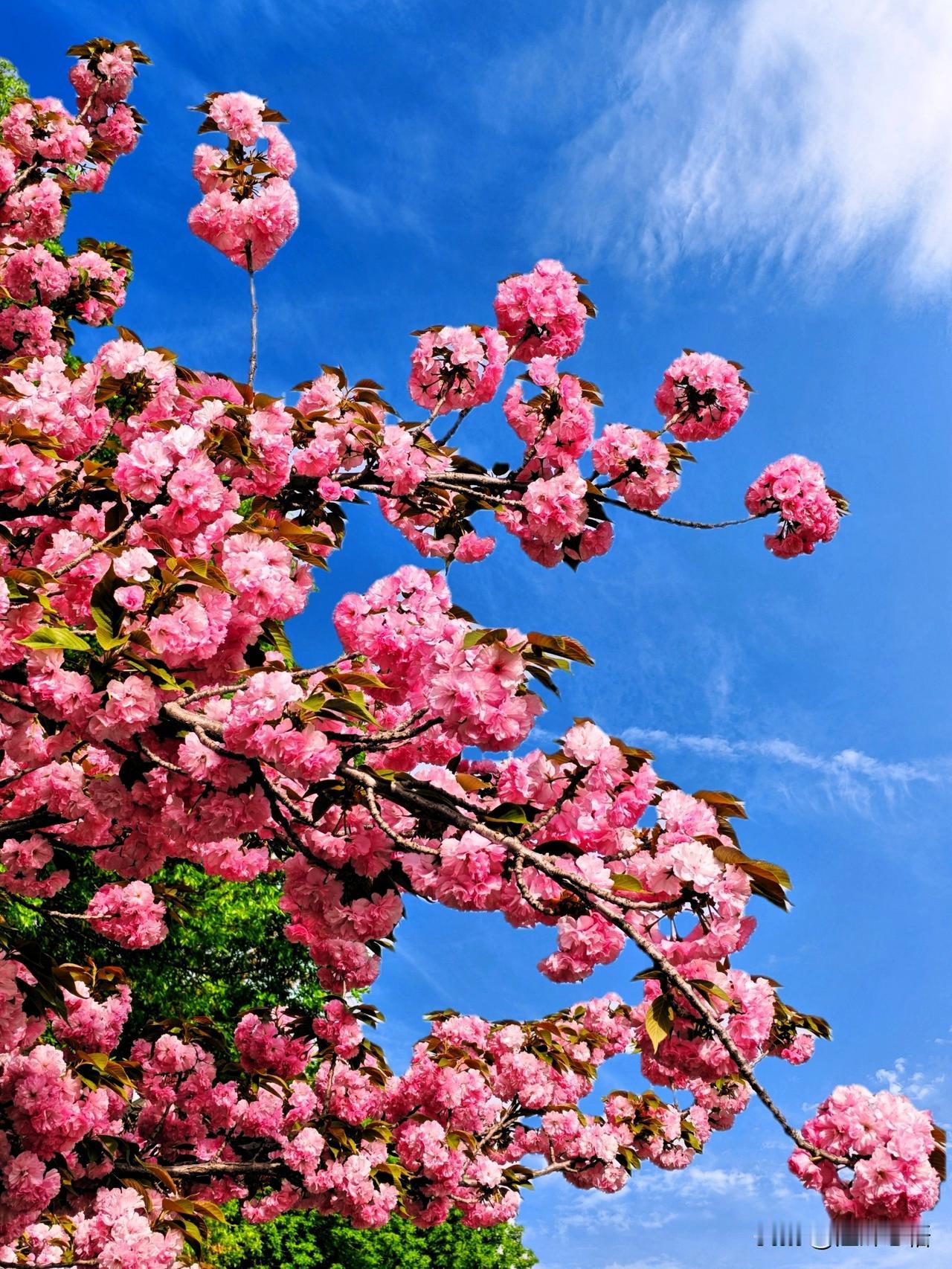 樱花树下人如玉，春风拂面意自闲。
