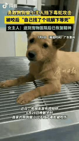 勇敢狗狗替小主人挡下毒蛇攻击，被咬后“自己找了个坑躺下等死”，主人不惜花2000