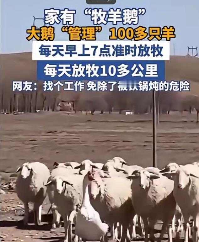 内蒙古一男子，因家中2只大鹅总打架，便把其中一只放在羊圈喂养，谁知，这大鹅竟然帮