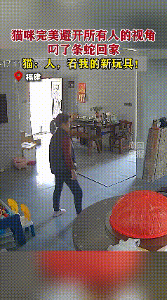 一楼大厅，猫咪嘴里叼着条蛇，大摇大摆从门口走进来，完美错开了家里所有人的视角！餐