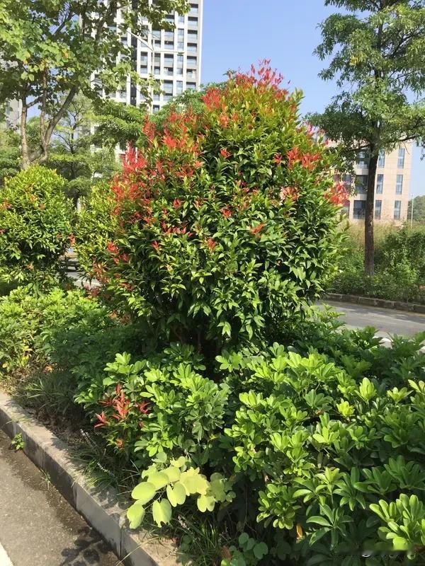 对联这玩意儿，真的超有韵味！就说“远眺青山碧水，近赏绿树红花”这对，简直绝了。“