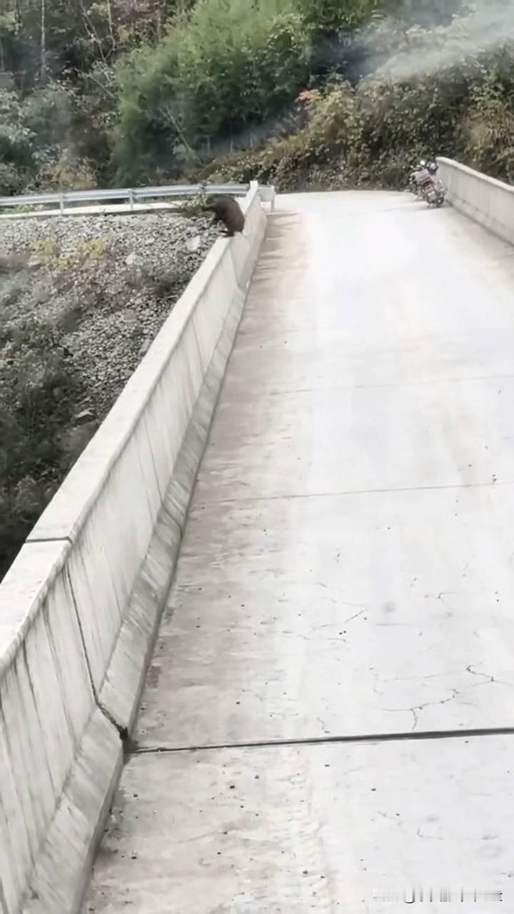 重庆野猪跳桥坠亡！20米高桥下的进退两难太揪心重庆城口县一座20多米高的大