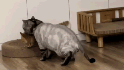 猫咪正准备给同伴舔毛发现同伴毛没了！