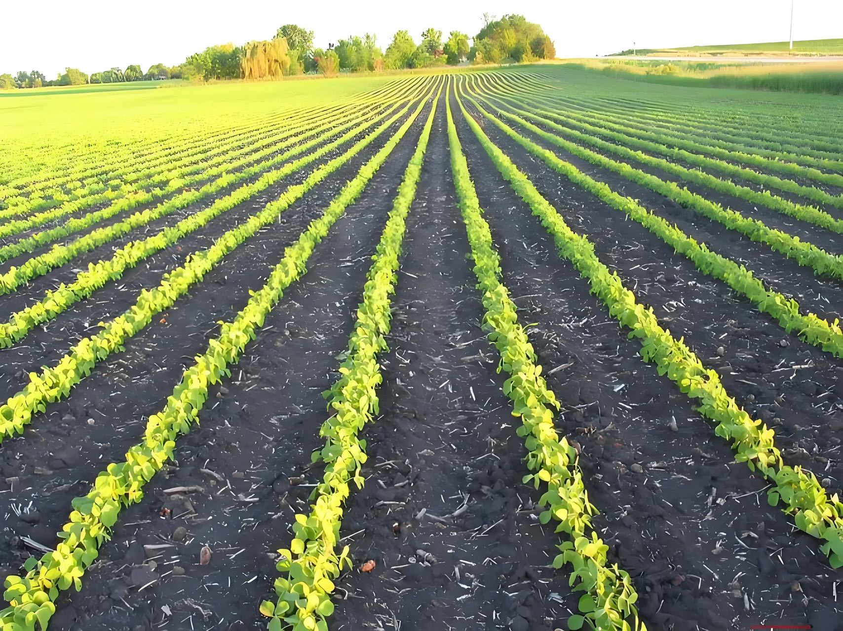 亿万年前地球无寸土，先驱植物以生命为笔，在岩石上书写蜕变，风化岩石、积淀养分催生