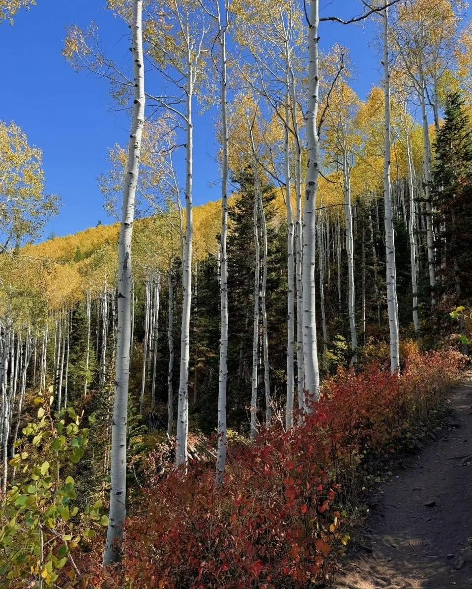 在山野田园间寻觅秋的色彩~🍁🍂🍃.