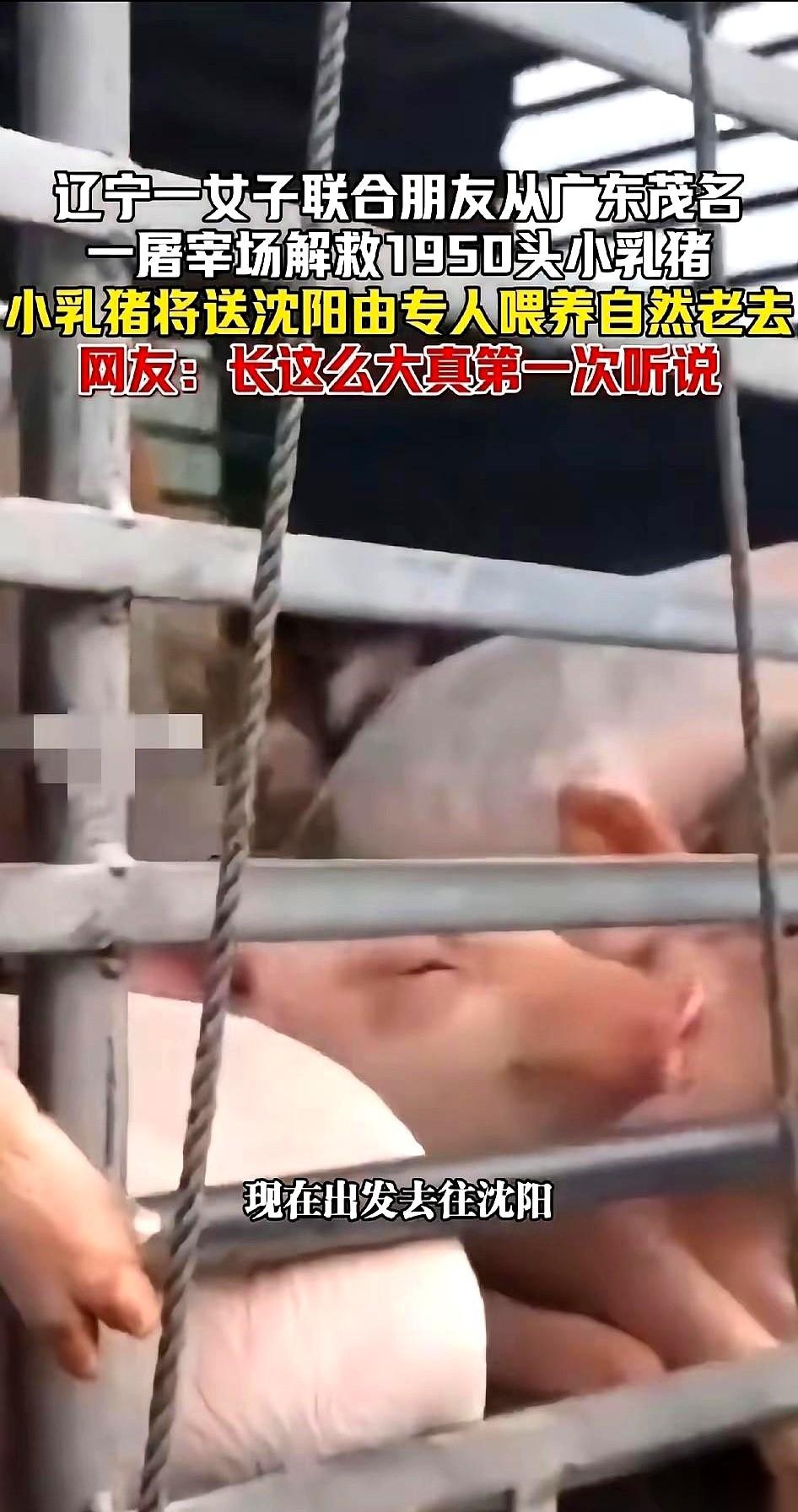 “几十万，全砸水里了！”这不是投资失败，也不是家产被骗。这是辽宁一个女人，突然