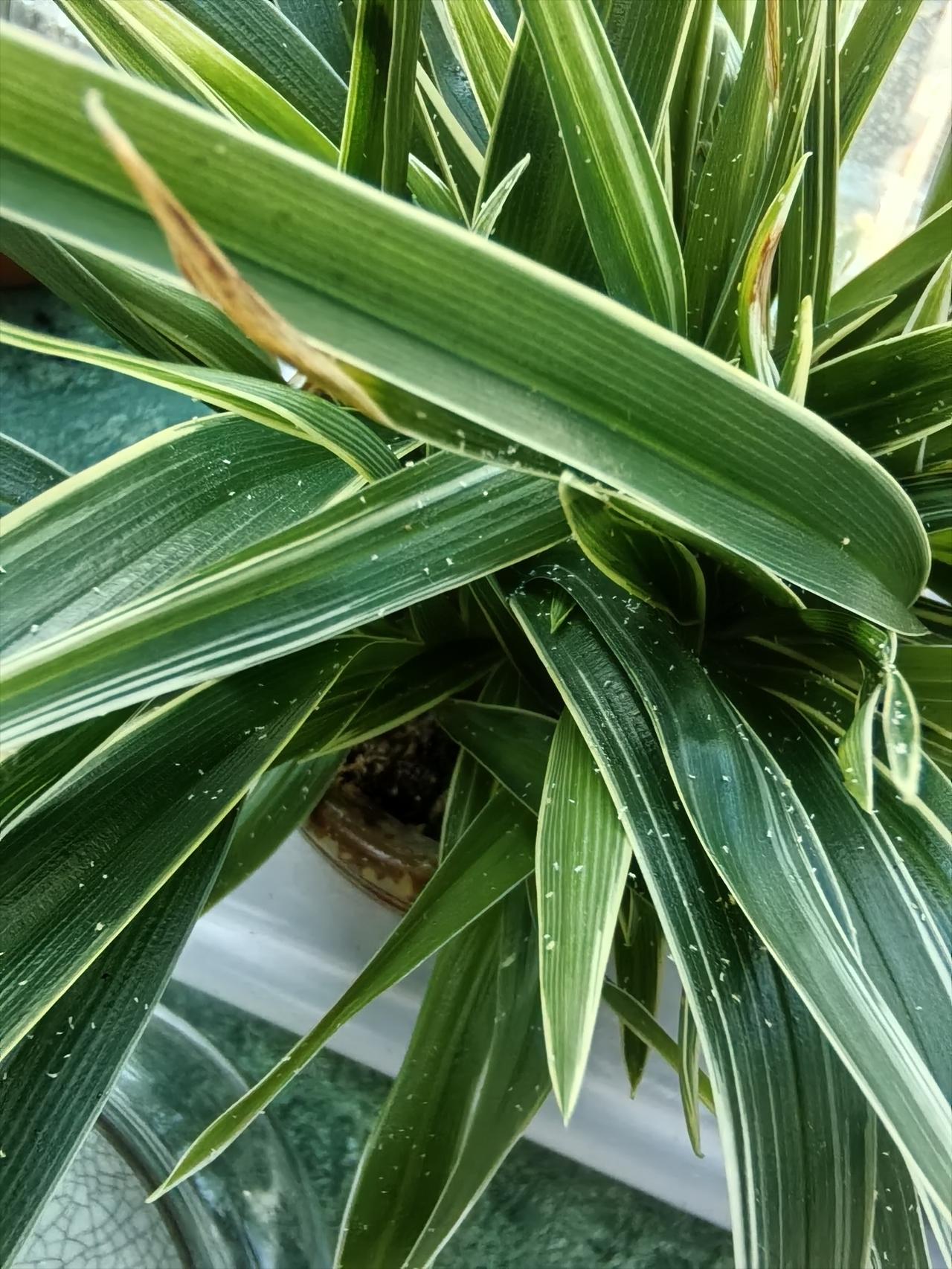 我的这盆兰花突然长了很多密密麻麻的小白点。有没有懂行的友友知道该如何养护？