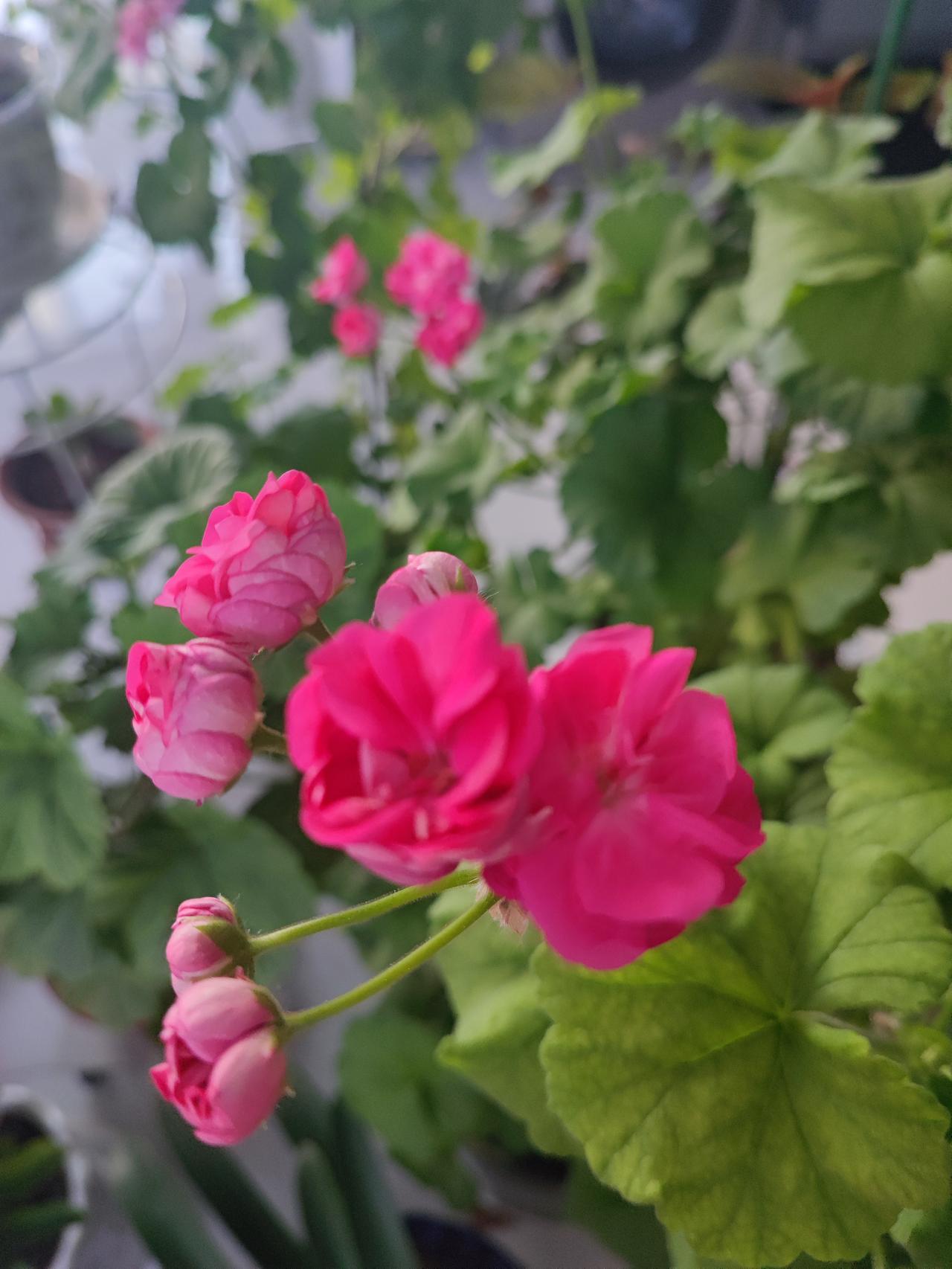 也不知为啥，家里买点好一点、名贵一点的花都养不活，买了一茬又一茬，开始还行，养着