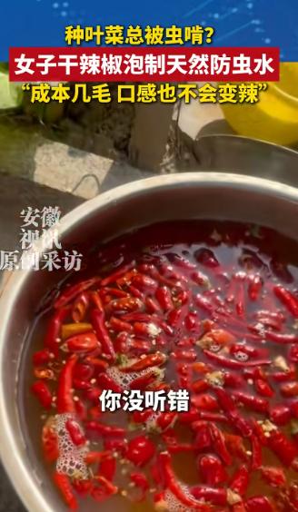 太绝了！5月15日安徽视讯报道，河北石家庄一女子在家种青菜，被虫子吃得一干二净，