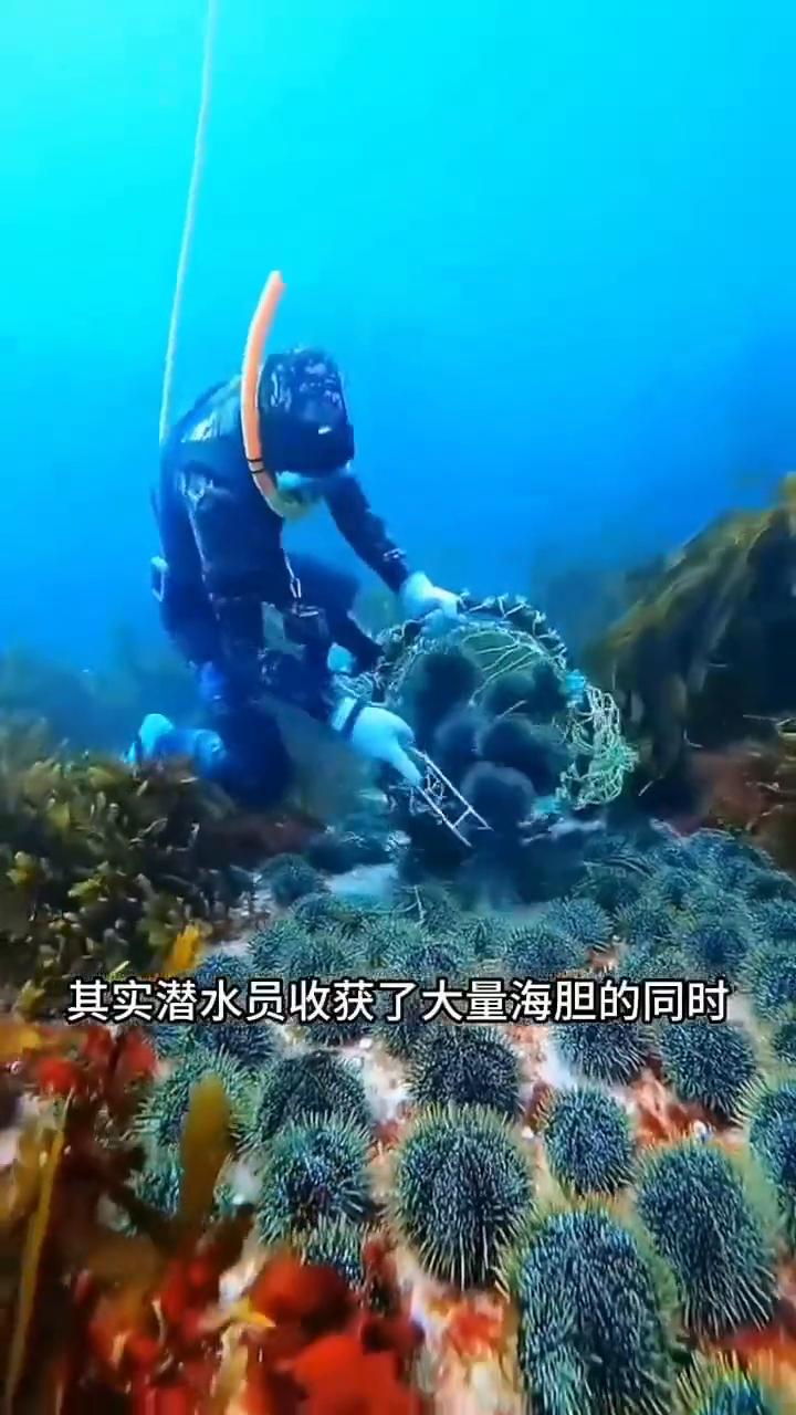 为什么潜水员好不容易发现了大量的海胆，却总是喜欢挑选几个最大的海胆打开给鱼群吃？