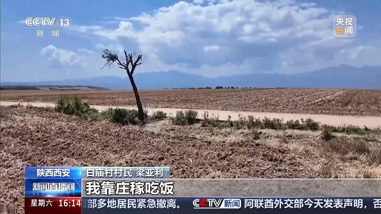 太没边界感了！陕西西安，一棵树因其独特意境意外走红，怎料游客蜂拥而至，为了拍张破