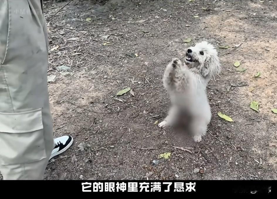 泪目了！这天一位小哥哥去山里玩，当他走到一块空地的时候，一只流浪狗跑了出来，站在