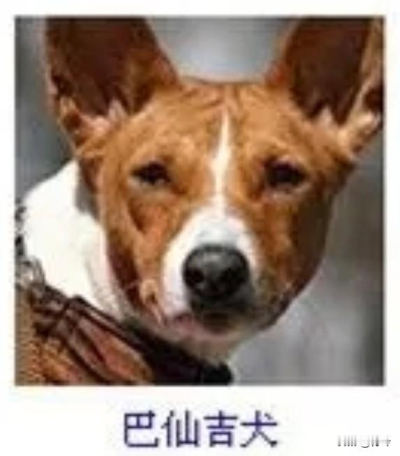 菩萨蛮25·巴仙吉犬赤斑轻缀绒毛俏，竖耳斜凝灵智绕。舌卷暖光柔，
