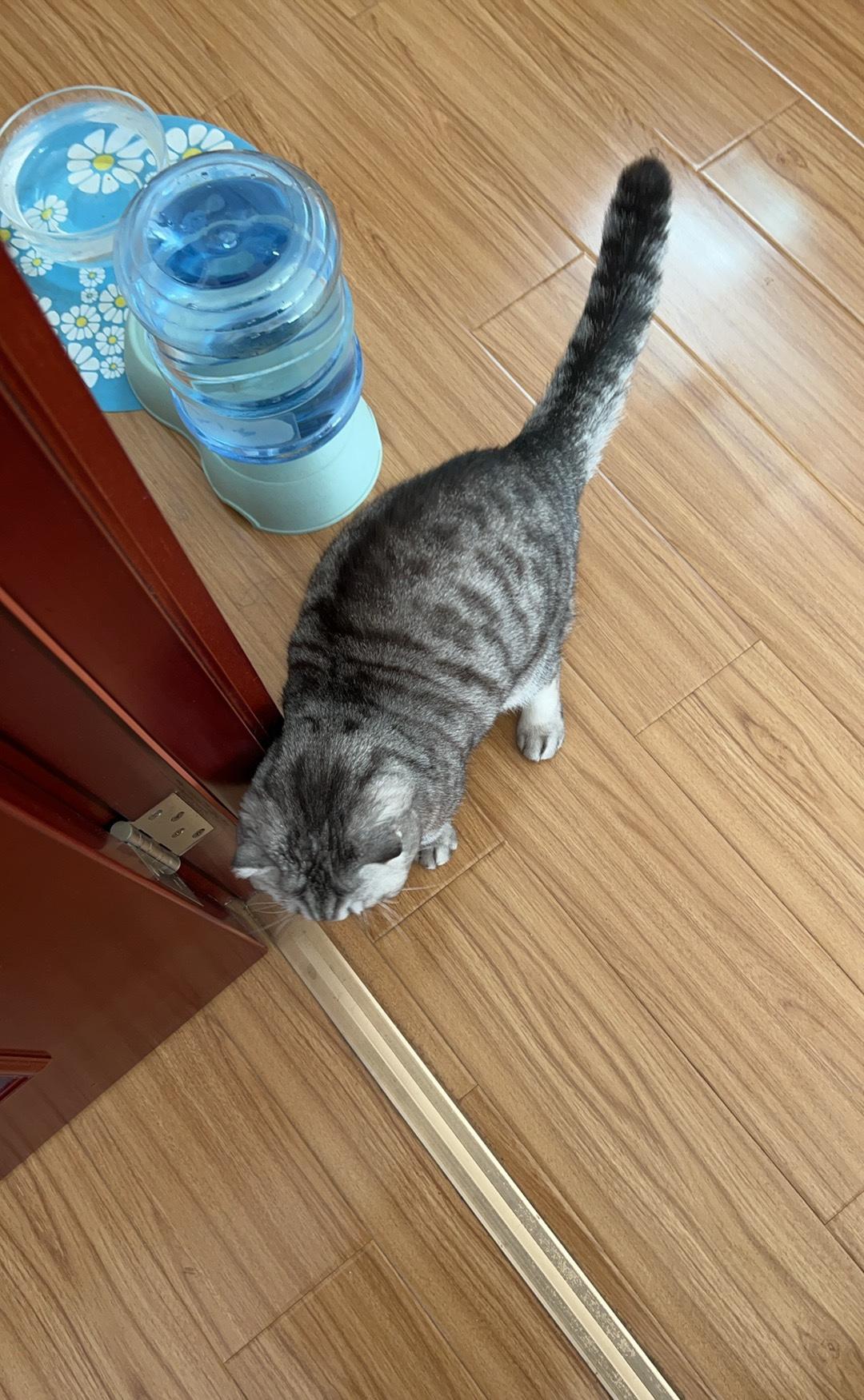 分享一张你家猫咪的照片